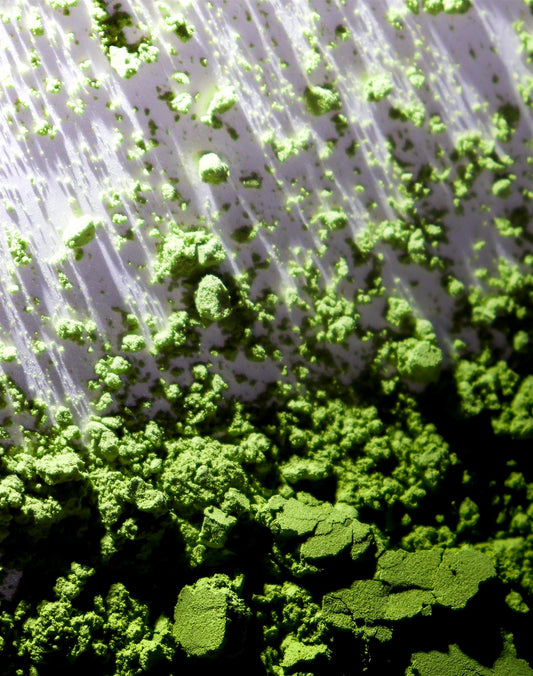 Matcha vert profond issu de théiers ombragés avant récolte